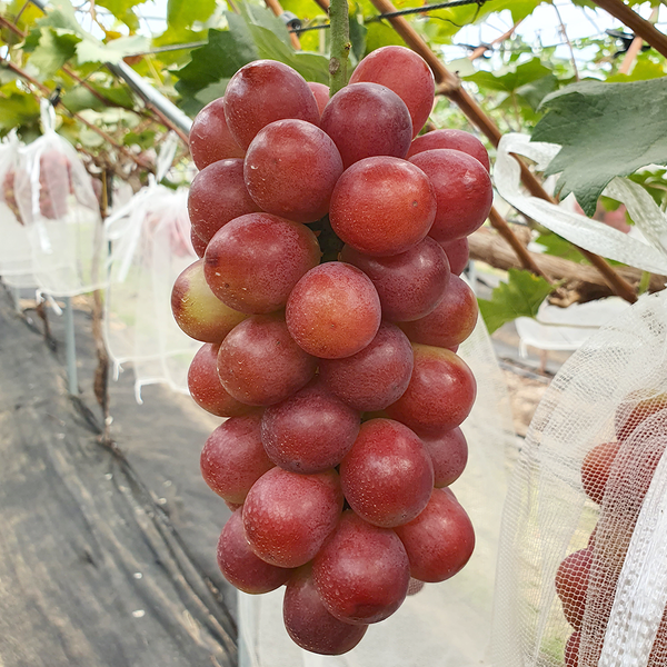 Deliver 27 Sep. (Pre-Order) Premium Korean Red Claret Grapes 레드클라렛 Approx. 500~700g