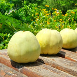 Deliver 28 Sep. (Pre-Order) Premium Korean AppleMelon 애플멜론 4~6pc Approx. 1.6kg