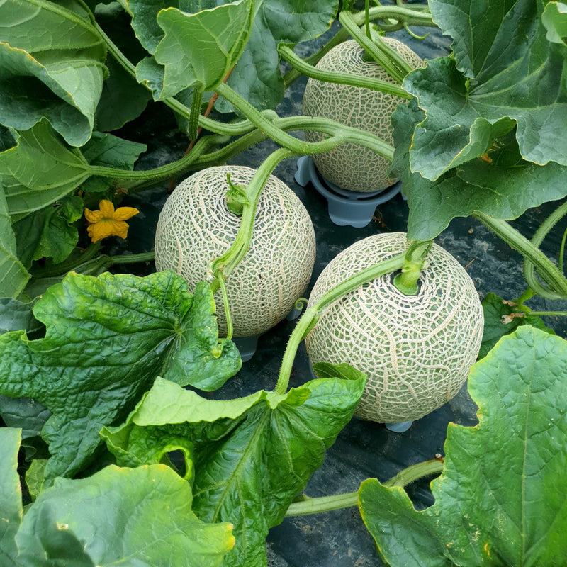 Deliver 5 July. HamAn Musk Melon 함안 머스크 멜론 Approx. 2kg