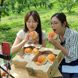 WHOLESALE - Deliver 22 Sep. (Pre-Order) Premium Korean Yellow Peach 황도복숭아 - 10pc~14pc 3.6kg