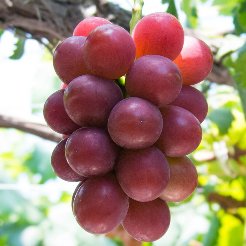 WHOLESALE - Deliver 22 Sep. (Pre-Order) Premium Korean Ruby Roman Grapes 루비로망 2kg Approx. 3~4pc