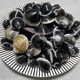 WHOLESALE - Deliver 22 Sep. (Pre-Order) Mo-si-jo-gae (Ramie Clams) 모시조개 1kg