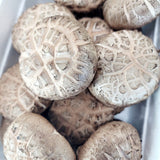 WHOLESALE - Deliver 22 Sep. (Pre-Order) Jeongnamjin NH Baek-hwa-go Premium White Shiitake Mushrooms 백화고 - BULK 300G