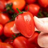 Deliver 26 June. (Pre-Order) Premium Korean Honey Sweet Tomato Applemato 스테비아 토마토 1KG