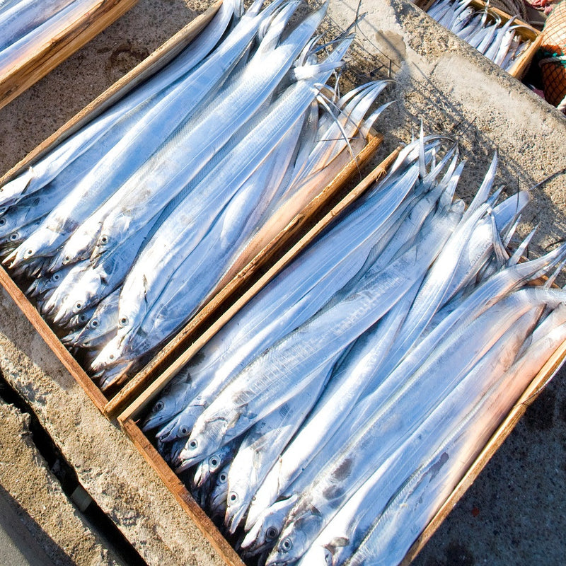 WHOLESALE - Deliver 22 Sep. (Pre-Order) Premium Korean Jeju Belt fish 제주갈치  Approx. 1.2kg~1.4kg 1pc