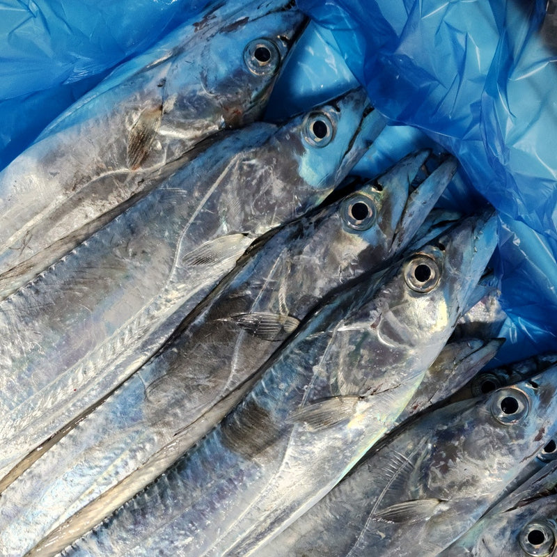WHOLESALE - Deliver 22 Sep. (Pre-Order) Premium Korean Jeju Belt fish 제주갈치  Approx. 1.2kg~1.4kg 1pc