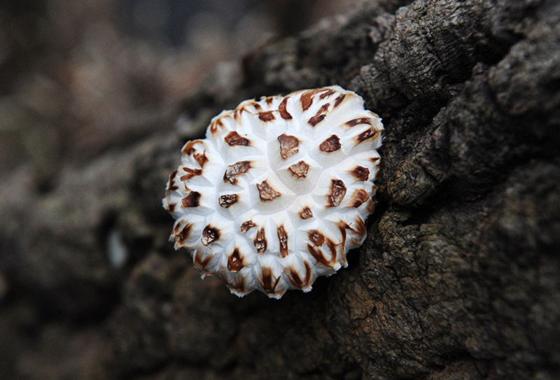 Deliver 26 Sep. Jeongnamjin NH Baek-Hwa-Go Premium White Shiitake Mushrooms 백화고 버섯 300g