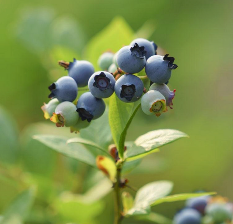 Deliver 5 Dec. Premium Korean Blueberries 블루베리 10x1kg