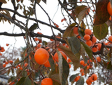 Deliver 5 Dec. Fresh Persimmons (Dae-Bong-Kam) 대봉감 - 4pc/punnet Approx. 1kg