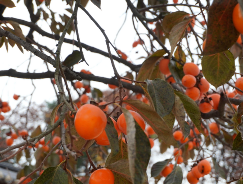 Deliver 5 Dec. Fresh Persimmons (Dae-Bong-Kam) 대봉감 - 4pc/punnet Approx. 1kg