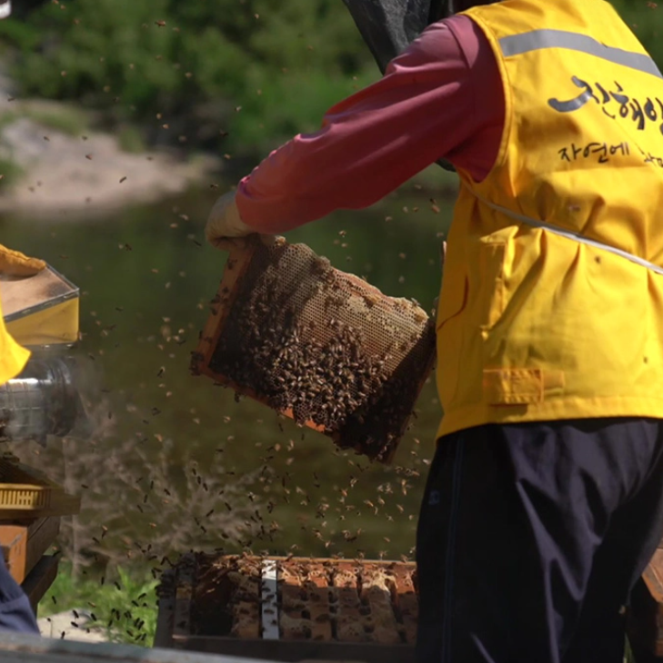 Premium Korean Beekeeping Acacia Honey 아카시아꿀 1kg/1.2kg