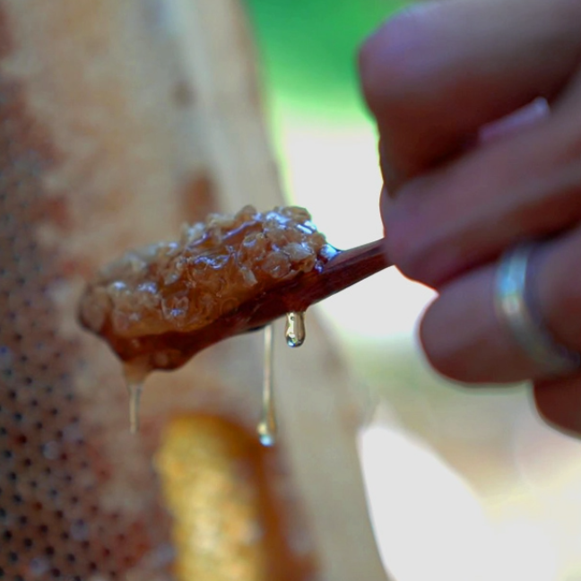 Premium Korean Beekeeping Honey Stick 벌꿀스틱 12g x 30 Stick