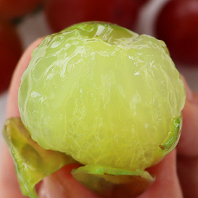 WHOLESALE - Deliver 22 Sep. (Pre-Order) Premium Korean Ruby Roman Grapes 루비로망 2kg Approx. 3~4pc