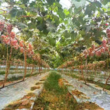 WHOLESALE - Deliver 22 Sep. (Pre-Order) Premium Korean Ruby Roman Grapes 루비로망 2kg Approx. 3~4pc