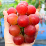 WHOLESALE - Deliver 22 Sep. (Pre-Order) Premium Korean Ruby Roman Grapes 루비로망 2kg Approx. 3~4pc