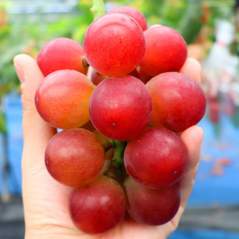 WHOLESALE - Deliver 22 Sep. (Pre-Order) Premium Korean Ruby Roman Grapes 루비로망 2kg Approx. 3~4pc
