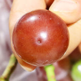 WHOLESALE - Deliver 22 Sep. (Pre-Order) Premium Korean Ruby Roman Grapes 루비로망 2kg Approx. 3~4pc