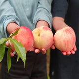 Deliver 8 Aug. Premium Korean White Peach 백도 복숭아 2.5kg 8pcs