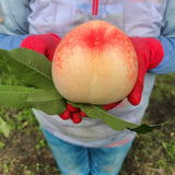 Deliver 8 Aug. Premium Korean White Peach 백도 복숭아 2.5kg 8pcs