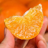 Premium Red Hyang Mandarins 레드향 선물세트 - 2kg