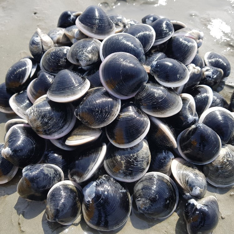 WHOLESALE - Deliver 22 Sep. (Pre-Order) Mo-si-jo-gae (Ramie Clams) 모시조개 1kg