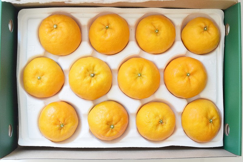 Jeju Winter Prince Tangerine  윈터프린스 3kg