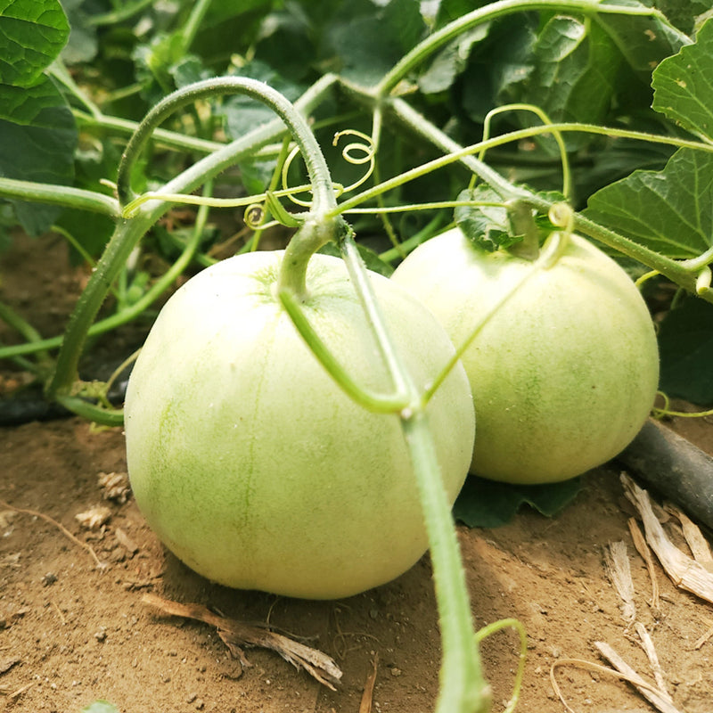 Deliver 28 Sep. (Pre-Order) Premium Korean AppleMelon 애플멜론 4~6pc Approx. 1.6kg