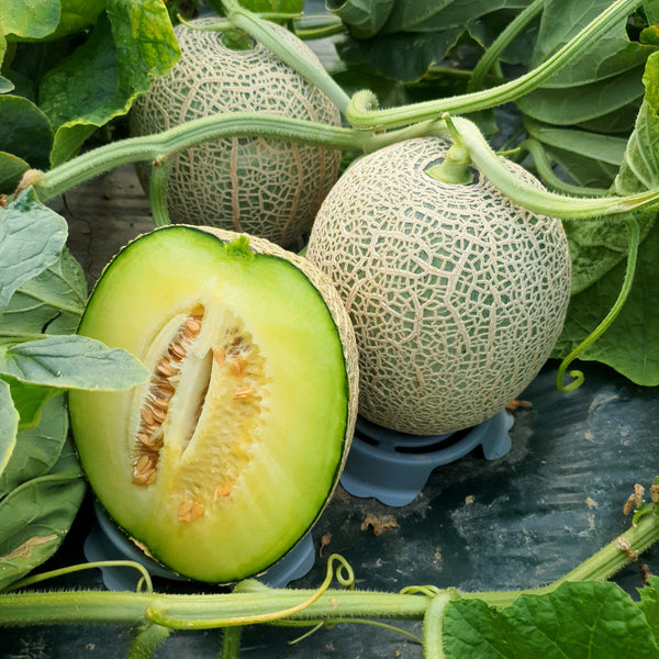 Deliver 5 July. HamAn Musk Melon 함안 머스크 멜론 Approx. 2kg