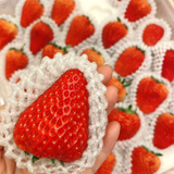 Goldberry Strawberries 골드베리 8~9pc 350g