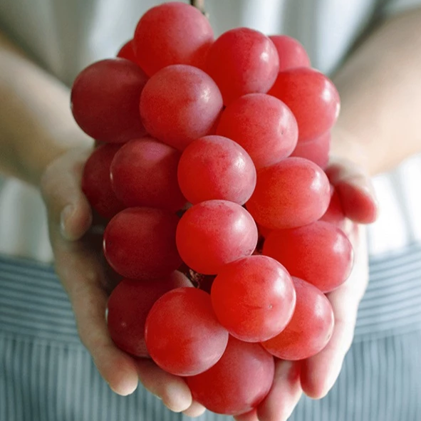 WHOLESALE - Deliver 22 Sep. (Pre-Order) Premium Korean Ruby Roman Grapes 루비로망 2kg Approx. 3~4pc