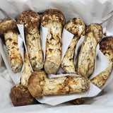 WHOLESALE - Deliver 22 Sep. (Pre-Order) Korean Matsutake (Songi Beoseot) 송이버섯 Mushroom - 1kg