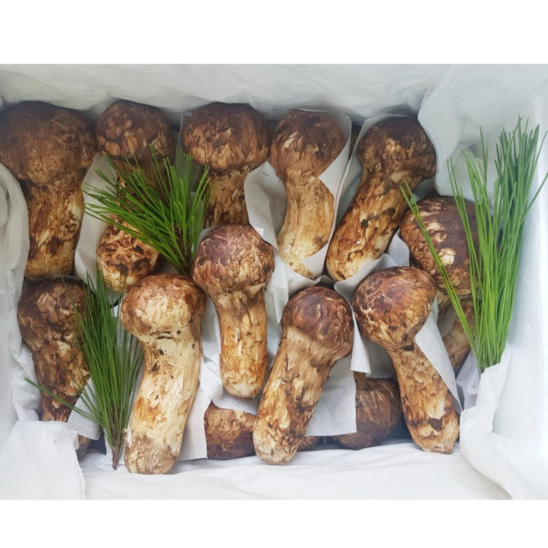 WHOLESALE - Deliver 22 Sep. (Pre-Order) Korean Matsutake (Songi Beoseot) 송이버섯 Mushroom - 1kg
