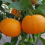 Jeju Winter Prince Tangerine  윈터프린스 1.8kg