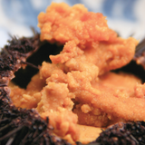 Jeju Sea Urchin Roe 제주 성게알 Seong-geal Uni 100g