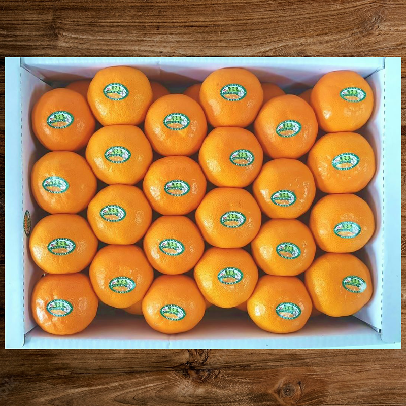 Premium Jeju Bulrocho Tangerine 제주 불로초 감귤 - 1.5kg
