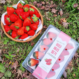 Vitaberry Strawberry 비타베리 딸기 500g