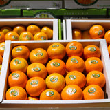 Premium Jeju Bulrocho Tangerine 제주 불로초 감귤 - 1.5kg