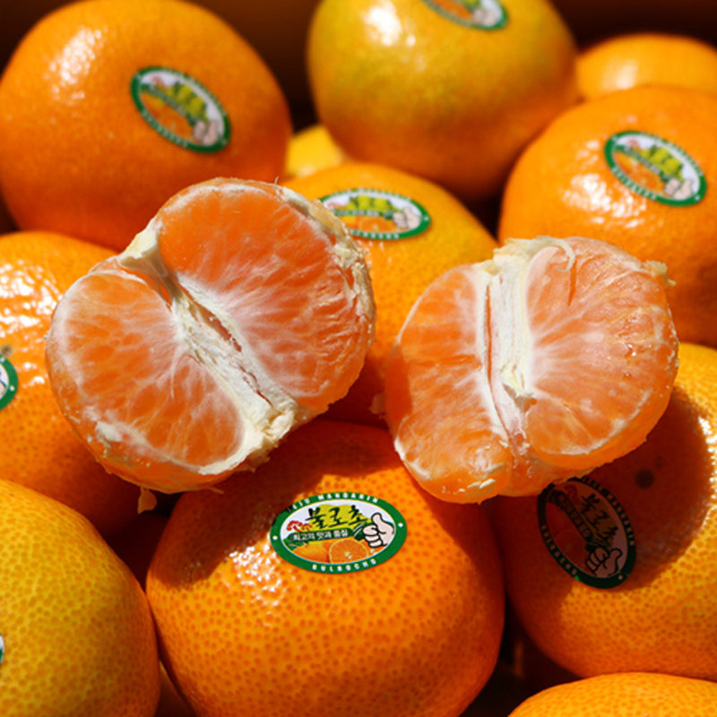 Premium Jeju Bulrocho Tangerine 제주 불로초 감귤 - 1.5kg