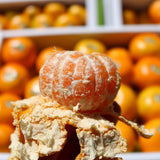 Premium Jeju Bulrocho Tangerine 제주 불로초 감귤 - 1.5kg