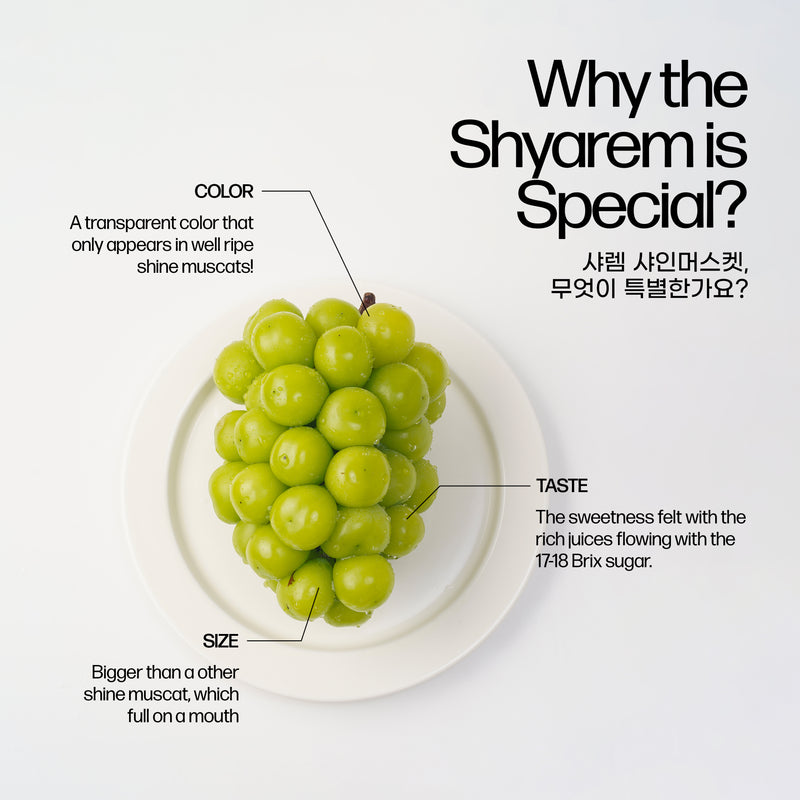 Shyarem Shine Muscat Premium 1KG Gift Set 샤렘 샤인머스켓 프리미엄 선물세트