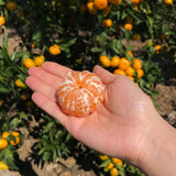 Premium Jeju Bulrocho Tangerine 제주 불로초 감귤 - 1.5kg