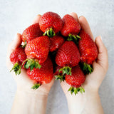 Premium Jukhyang Strawberries 죽향딸기  500g/2 layers/24pc