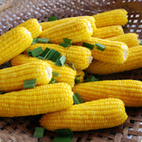 Super Sweet Corn 초당옥수수 (Chodang Oksusu) - 2pcs/pack