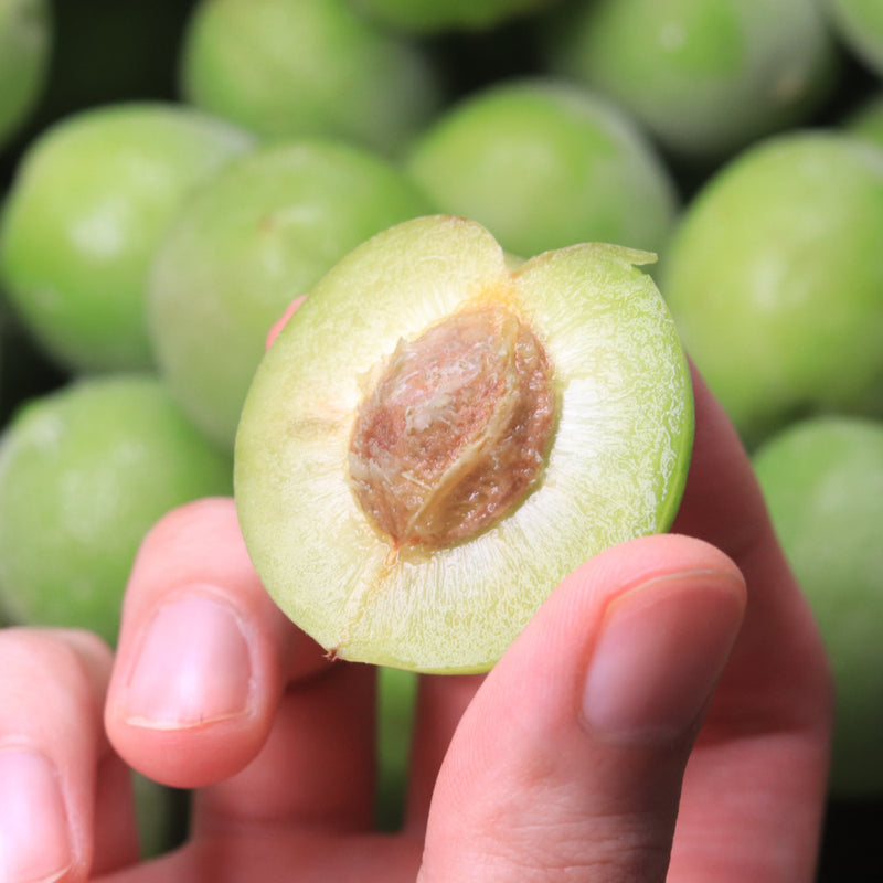 Korean Green Plums 매실 (Maesil / Ume) - 5kg/10kg