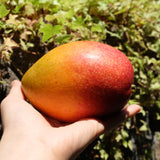 Jeju Apple Mango 제주 애플 망고 - approx. 3kg