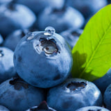 Premium Korean Blueberries 블루베리 10x1kg