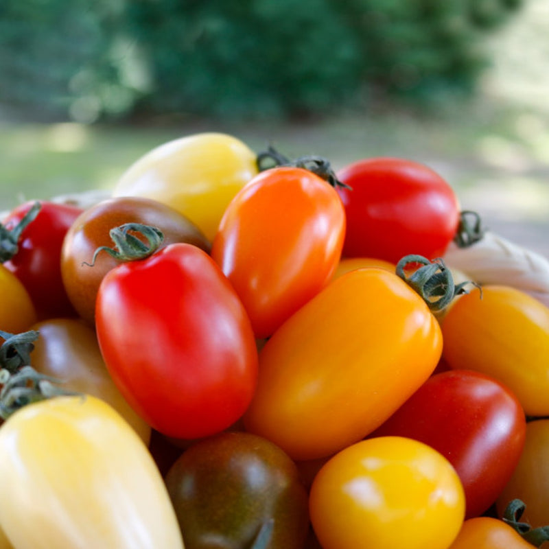 Deliver 13 Oct. (Pre-Order) Organic Colour Date tomato (Jujube tomato) 컬러대추토마토  700g