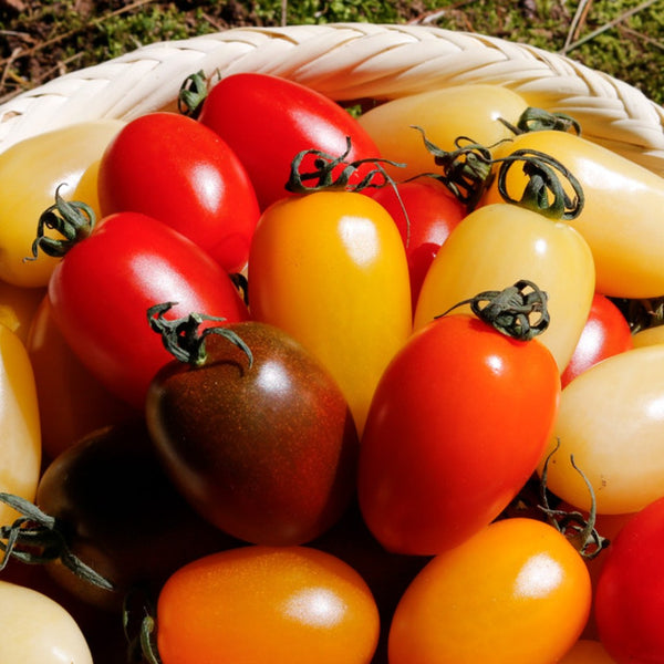 Deliver 12 July. (Pre-Order) Organic Colour Date tomato (Jujube tomato) 컬러대추토마토  700g