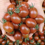 Deliver 13 Oct. (Pre-Order) Organic Colour Date tomato (Jujube tomato) 컬러대추토마토  700g