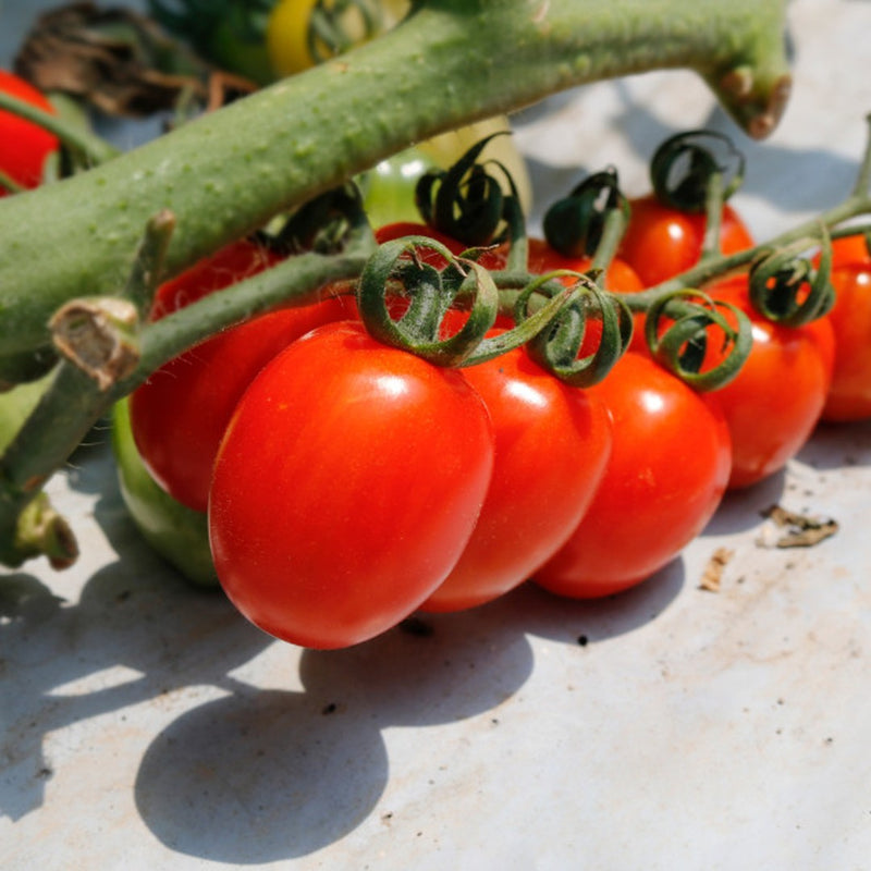 Deliver 8 Mar. (Pre-Order) Organic Colour Date tomato (Jujube tomato) 컬러대추토마토  700g